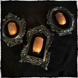  Set of thee Giant Millipede In frames - oddities - gothic 