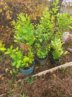 orange tree lime tree avocado trees 