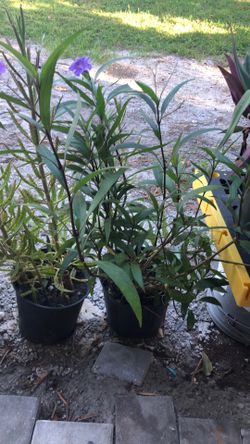 Plant $ 5