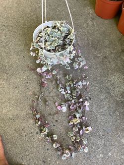 String of heart, variegated; Exact plant; now$45 price firm 95820