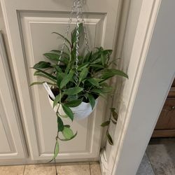 Hoya Pubicalyx Splash Plant 