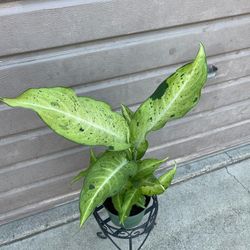 6” dieffenbachia camouflage 