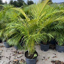 Areca Palms 
