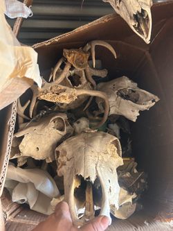 Animal skulls