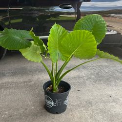 Plants
