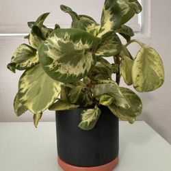 Variegated Baby Rubber Plant In Ceramic Planter