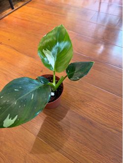 Philodendron white wizard