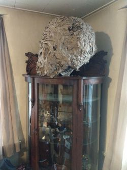 very large paper wasp nest