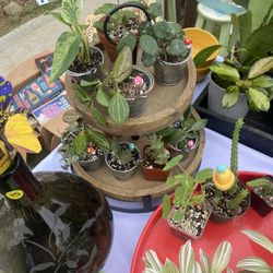 Plant Sale!