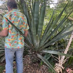 6 Foot Century Plant 