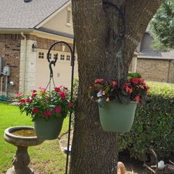 Flower Basket Plant 