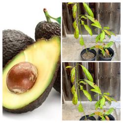 $10 Each Hass Avocado 🥑 Fruit Tree in 1 Gallon Pot Live Plant