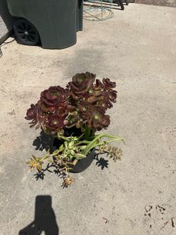 Succulent Arrangement Small Includes Pot with Drainage