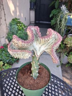 Pink Mermaid Tails Cactus $40