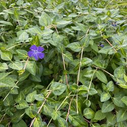 Vinca