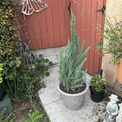 Tree. Blue Point Juniper Tree. See Pictures. 4th ft. Pot Included. 