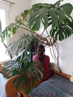 Giant Monstera deliciosa Plant