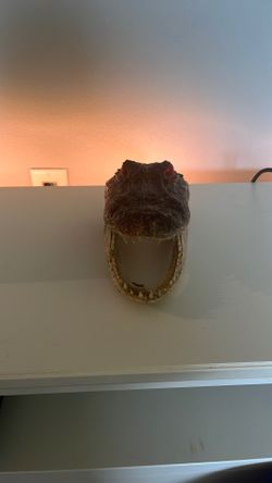 Alligator head