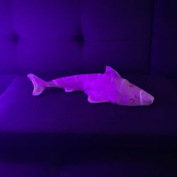 shark 