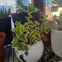 Plantas