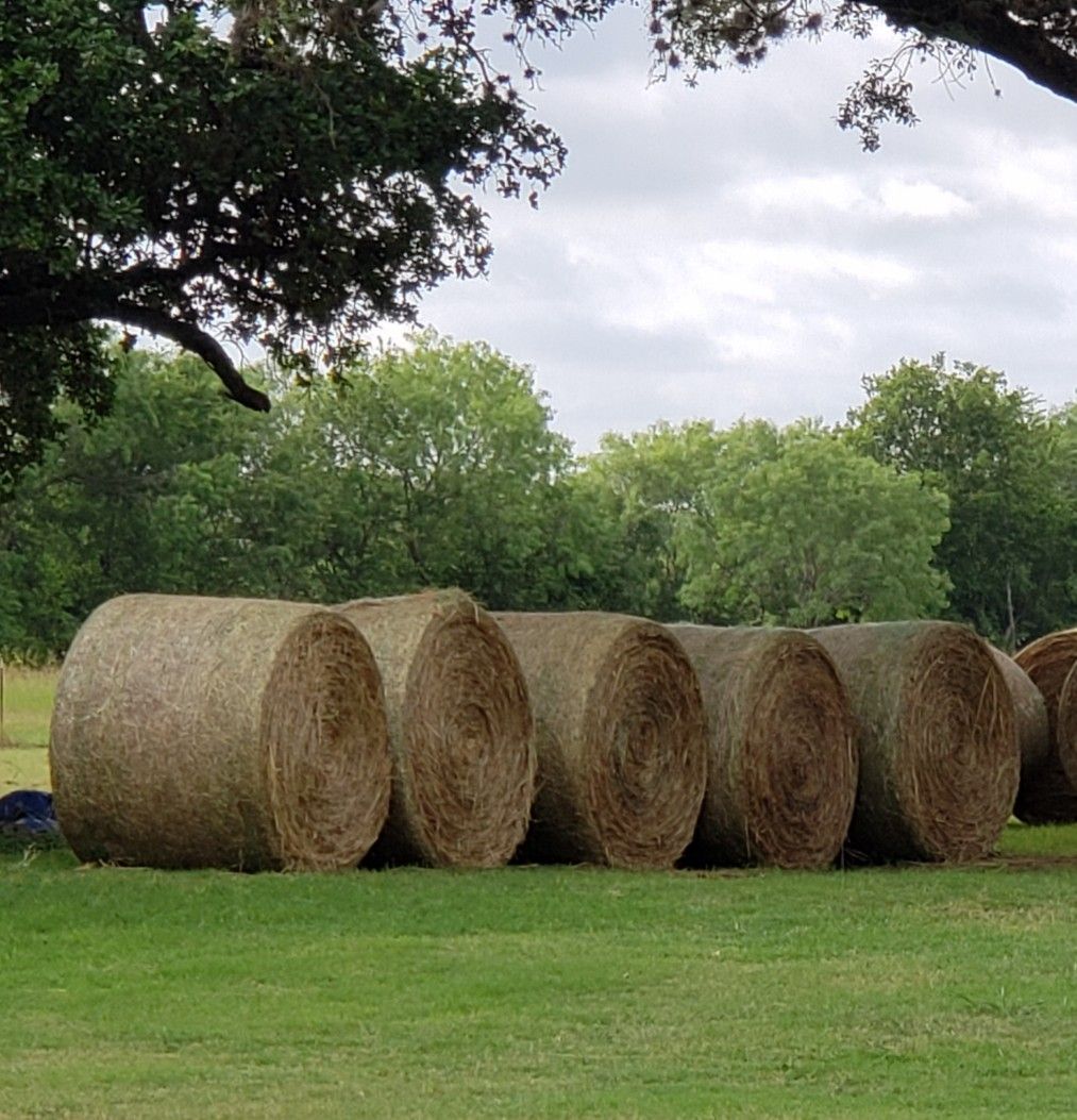 Fresh Coastal Hay