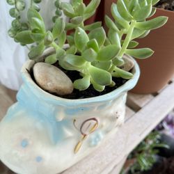 Succulent Plant