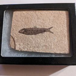 Fossil Fish