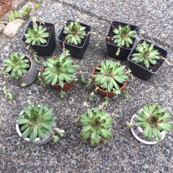 Succulents 10 For $10