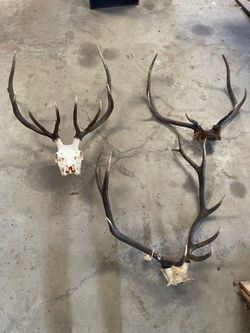 Elk horns