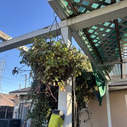 NEED GONE ASAP BEST OFFER TAKES IT 