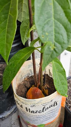Avocado seedlings plant trees