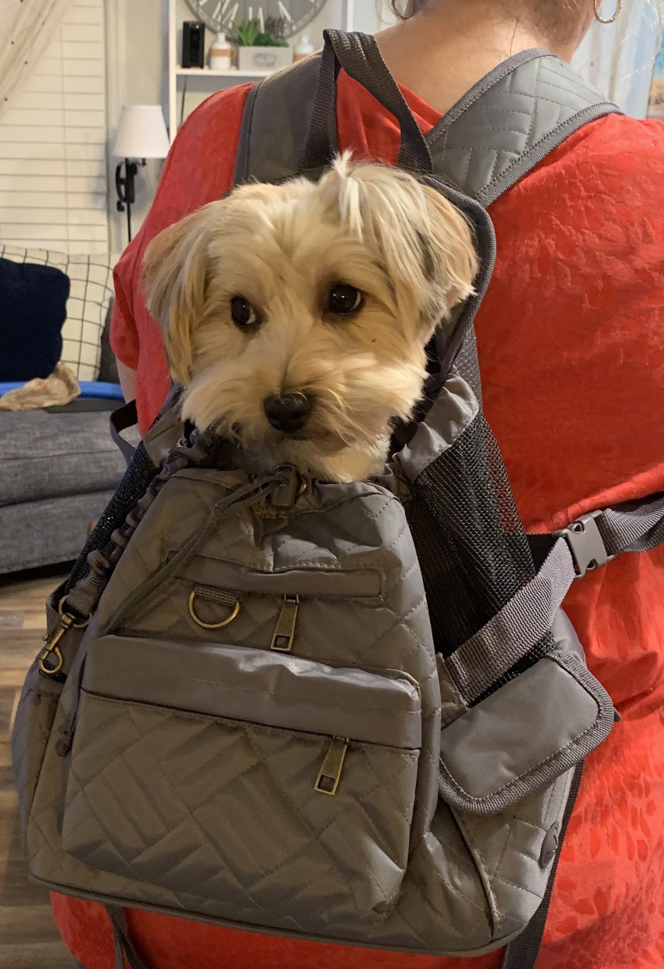 Puppy Backpack