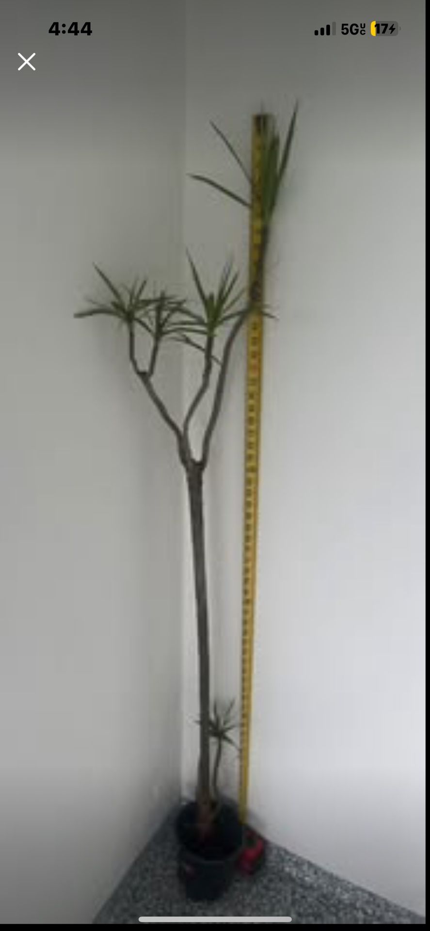 Low maintenance Dracena marginata 62”