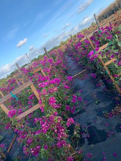 Bougainvillea Trellis Flower purple
