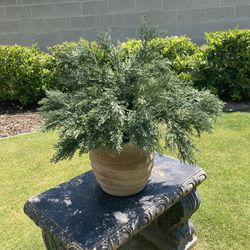 Faux  8” Cypress Plant
