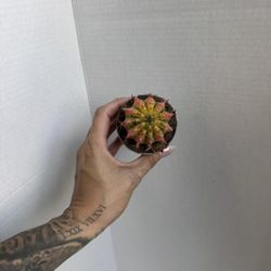 Variegated Chin Cactus 