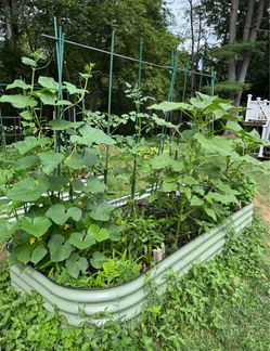 raise garden bed new