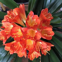 Olivia miniata seedlings to Selling. 