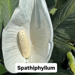 🤍 Spathiphyllum (Peace Lily)