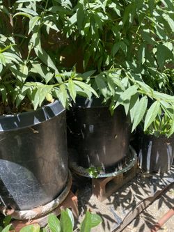 Tengo Algunos Árboles En Venta