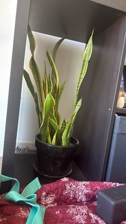 Snake Plant