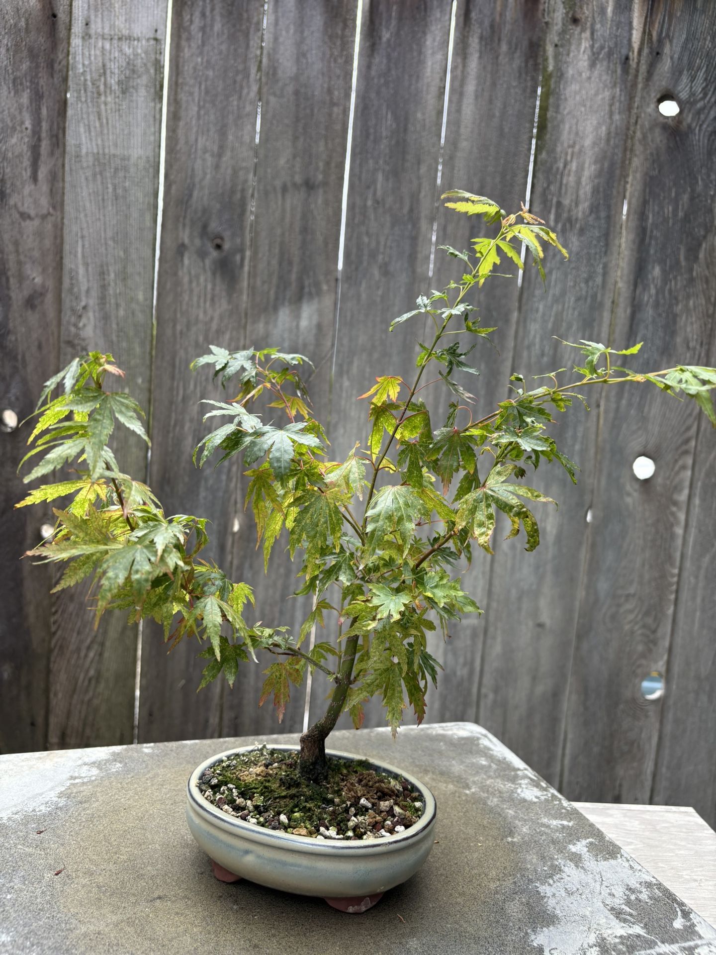 Japanese Maple Bonsai /A1,All Products : American Fashion Style Bags On Sale