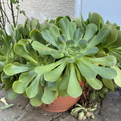 Huge Plants For Landscaping 