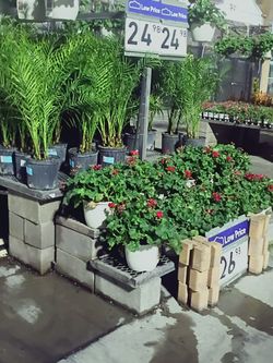 Solera™ Red Geranium & 3 Gallon Phoenix Roebelenii - Pygmy Date Palm