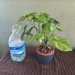 Syngoniam assortment