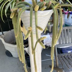 Rat’s Tail Potted Plant