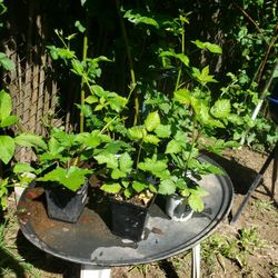 Thornless Blackberry Bushes 