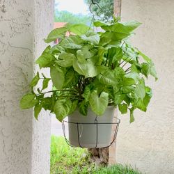 Syngonium Arrowhead Plant in Hanging Basket