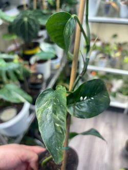 Epipremnum Pinnatum Albo