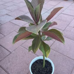 Homegrown Large African Milk Bush Plant In White Ceramic Pot 